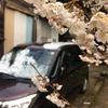 桜に雪、ツバメの前にサシバ。なんか変な感じやな。