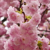 楊貴妃桜(兼六園）