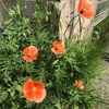 春を撮る　花の写真のシャッターチャンス