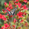 ５月の花便り