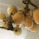 料理研究家マッチーがブログで伝える長崎よもやま噺し。