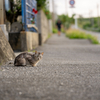 八重山諸島のねこさん