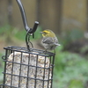 Townsend's Warbler