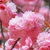 フォト・ライブラリー(363)神戸・春の花たち