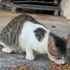 石垣島、街のら猫、TNR（不妊去勢手術）行いました。