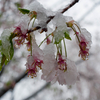 天から花雪が降ってきた