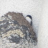 森ヶ崎の鳥