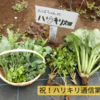 【ハリキリ通信🍅】2024年5月号①(第1号)