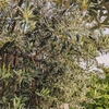Olive☆花芽が大量です。