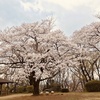 宇宙を旅した桜・宇宙桜（そらざくら）「多摩桜プロジェクト」都立桜ヶ丘公園