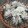 リトープス繭型玉の花