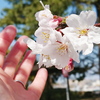 城跡と桜