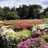 神代植物園・深大寺へ行く（4月16日）。