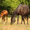 【キタサンブラック】種牡馬の特徴 牡馬は中長距離、牝馬はマイル前後が得意！？(2024,8,10更新)