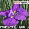 庄屋跡のハナショウブ　見ごろ【熊本】