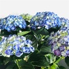 来年も咲かせたい！紫陽花（アジサイ）の管理方法の御紹介！