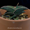 【Sansevieria】購入