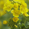 【神戸】早咲きの菜の花がほぼ満開、公園に黄色い絨毯ができていた