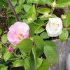 昨年枯れて挿し木したバラが根付いたら白がピンクに変わってた