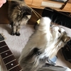 毎年恒例、ギターの弦で猫と遊ぶ