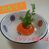 🥕の葉っぱ栽培日記（8日目）