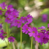 剣山麓 お花見散歩（5月31日）