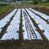 自家用野菜の播種そして植え付け