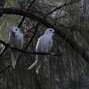 シロアジサシ(Common Fairy-Tern)のペア