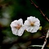 今週の一枚・十月桜