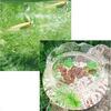 (めだか ホテイ草)ちっちゃなメダカ鉢(ガラス製金魚鉢)+ヒメダカ(3匹)+浮き草セット 本州・四国限定