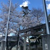 春日神社様へ〜桜を探して10