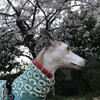 桜と犬