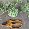 【隠居の朝の一言　野菜つくりは土づくりから　09/01】