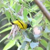 ズグロヒヨドリ(Black-headed Bulbul)