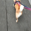 ７月の朝散歩、だよ