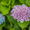 グラデーションの紫陽花、、