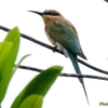 シンガポール　ガーデンズ・バイザ・ベイの野鳥たち