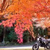 <滋賀県東近江市>🍁お寺を鮮やかに彩る! 永源寺の紅葉