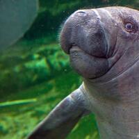 マナティーのいる動物園水族館は 飼育展示動物園水族館とマナティー個体情報まとめ アリエスコム Ariescom