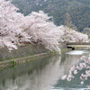 京都・岡崎疎水の散り桜