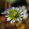 雪割草 hepatica