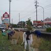 市民のみなさんと一緒に菜種の刈り取り