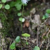 12月の花、キッコウハグマ