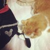 猫写真♯700