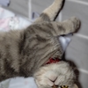 YUYU🌴ハワイ旅行へ行く🛫〖準備編②／🐈２にゃんズを預ける〗