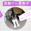 【保護猫｜里親さん募集中】藤子ちゃん😺ワクチン接種〈佐世保〉2023