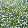 ネモフィラみーつけた🌼