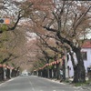 桜川に提灯