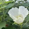 「許し」へのステップ７　～軽さが罪悪感を祓う