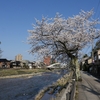 浅野川「天神橋」の桜